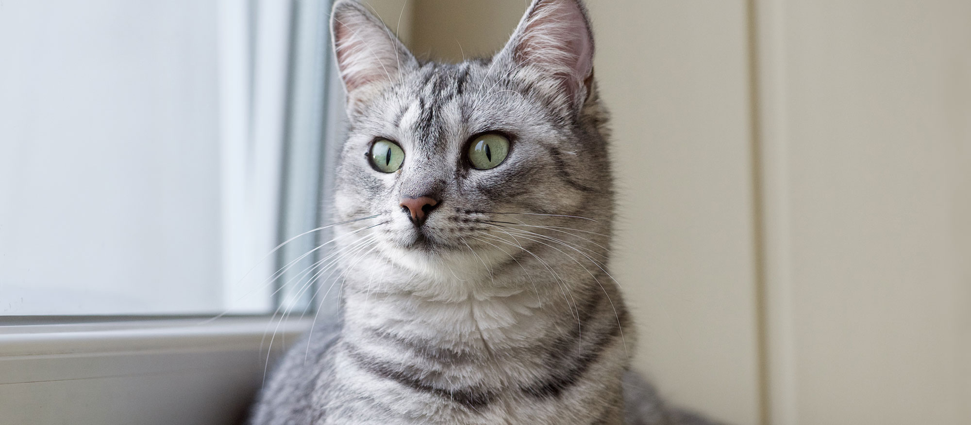 cat around town grooming